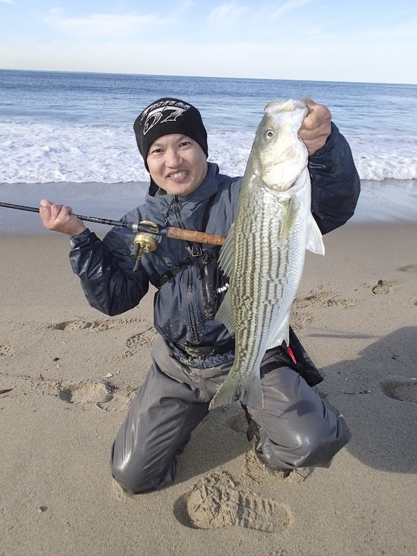 surf fishing for striped bass   - California Surf