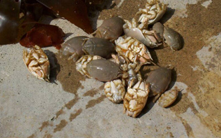 crabsandkelps