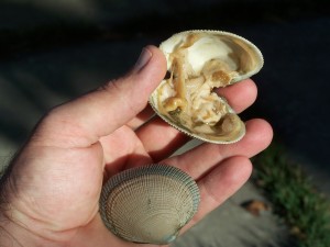 littleneck clams (2)