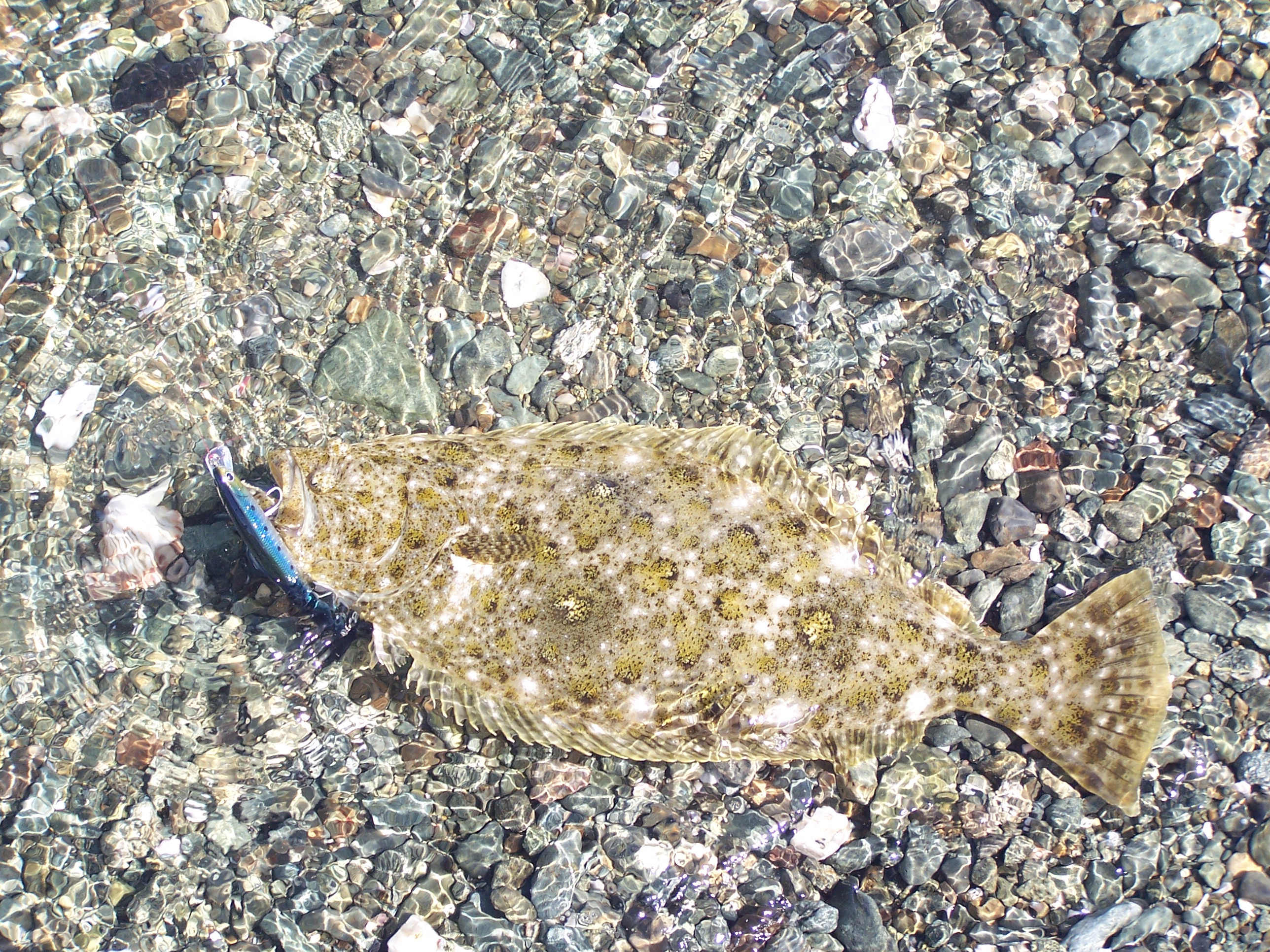 Finding Halibut at the Beach